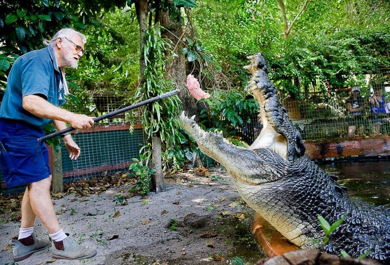 croco01 800x545 Кассиус Клей — самый большой крокодил в мире