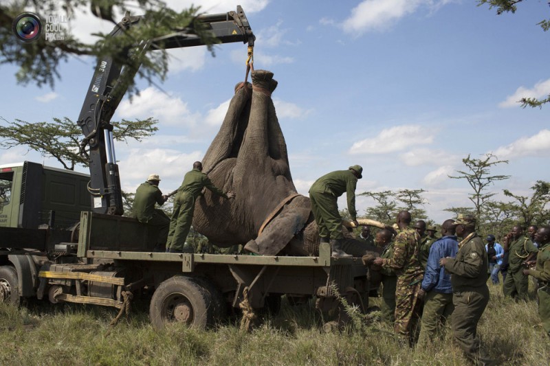 elephant01 800x533 Служба охраны дикой природы Кении переселяет слонов