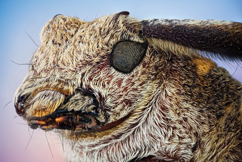 insects01 Портреты насекомых