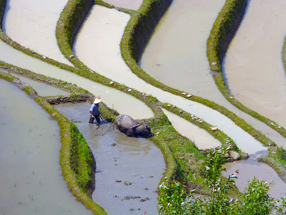 yunnan rice terraces 85          