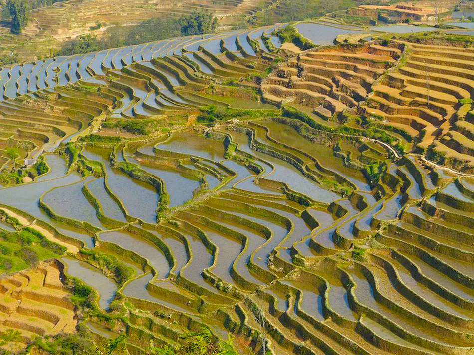 yunnan rice terraces 46          