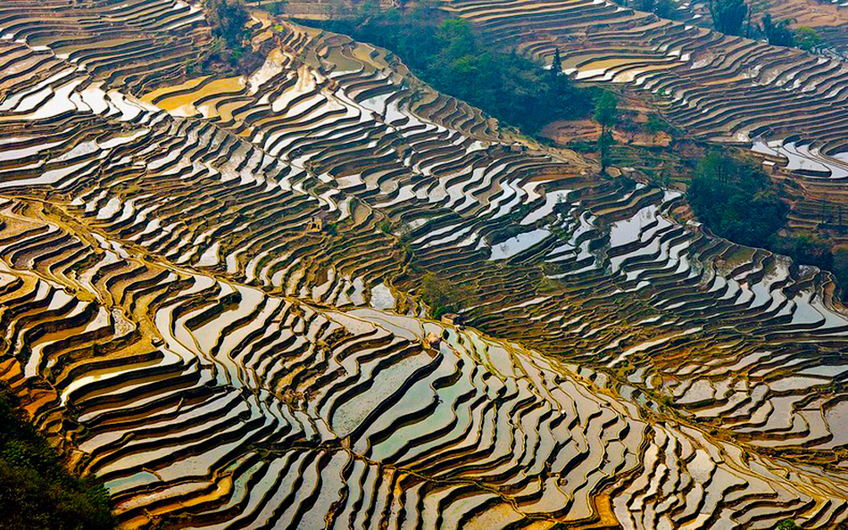 yunnan rice terraces2 26          