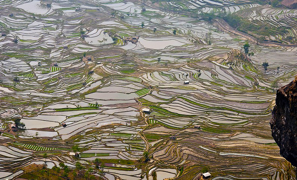 yunnan rice terraces2 12          
