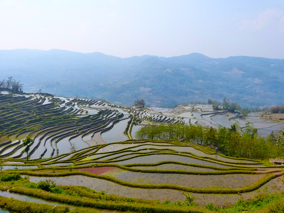 yunnan rice terraces 12          