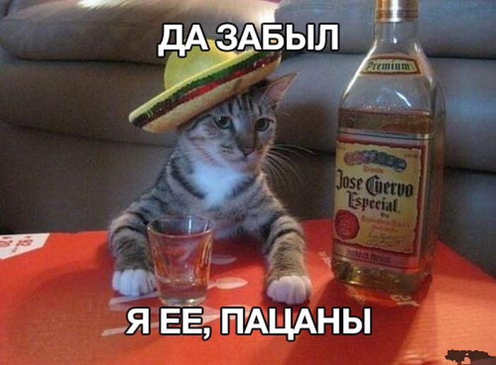 Прикольные картинки Прикольные картинки