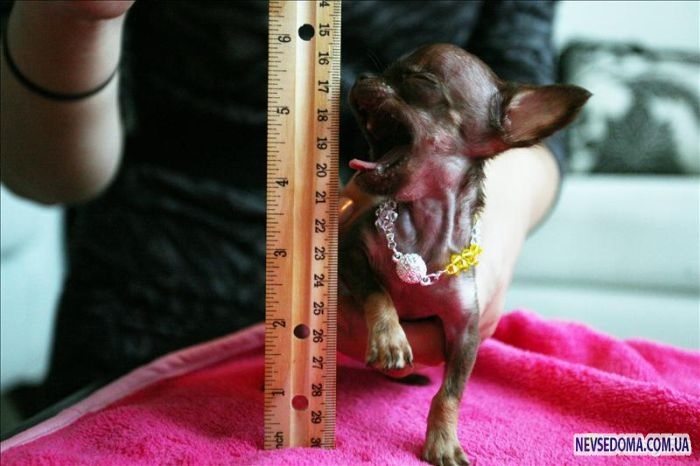 Самая крохотная собака в мире (10 фото)