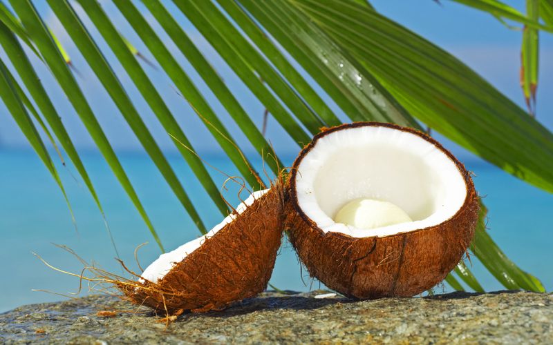 coconut07 10    