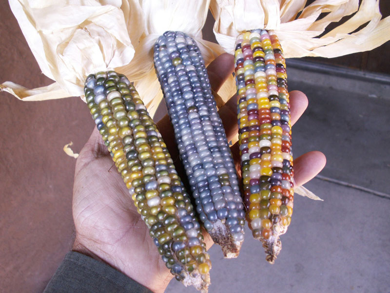 rainbowcorn02     