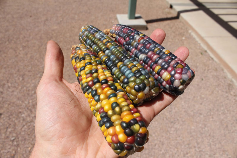 rainbowcorn05     