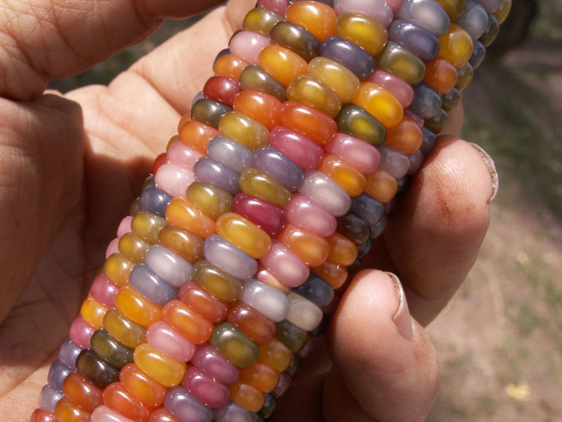 rainbowcorn07     