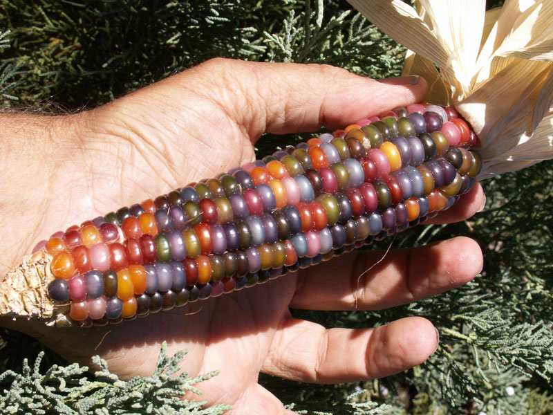 rainbowcorn09     