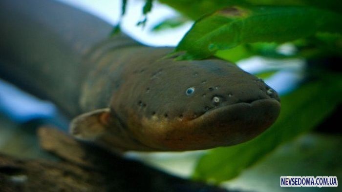 ТОП-10 самых жутких существ реки Амазонка (10 фото)