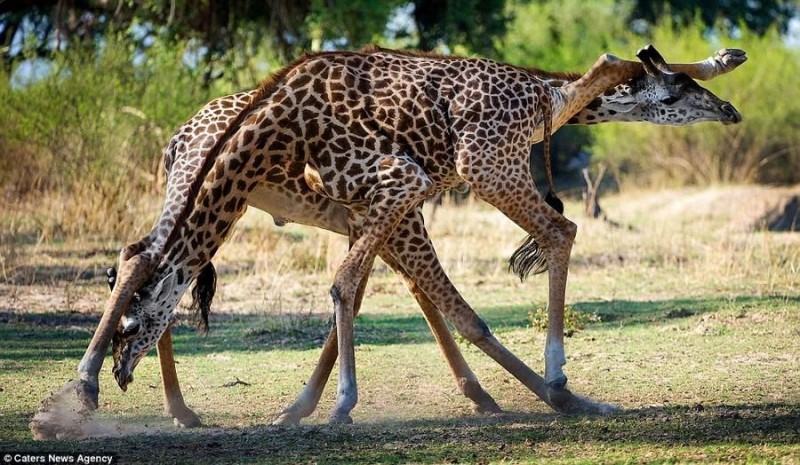 Giraffes02 800x465     