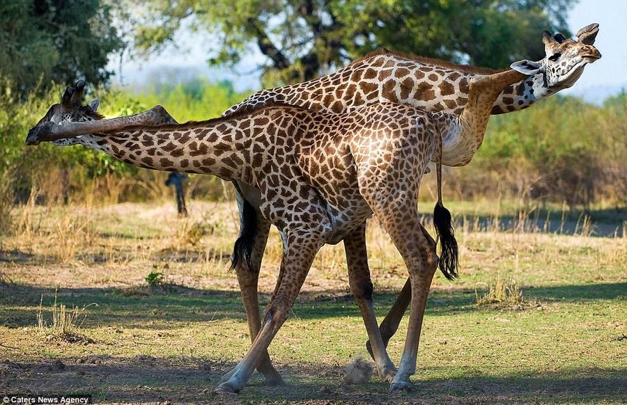 Giraffes01     