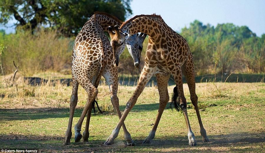 Giraffes03     