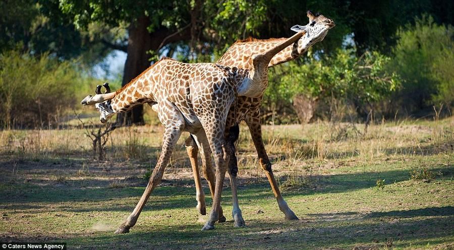 Giraffes05     