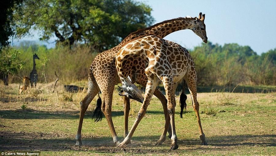 Giraffes08     