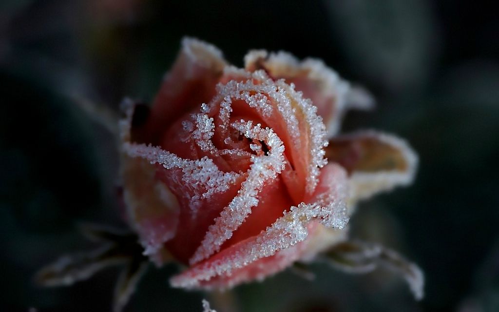 hoarfrost10  