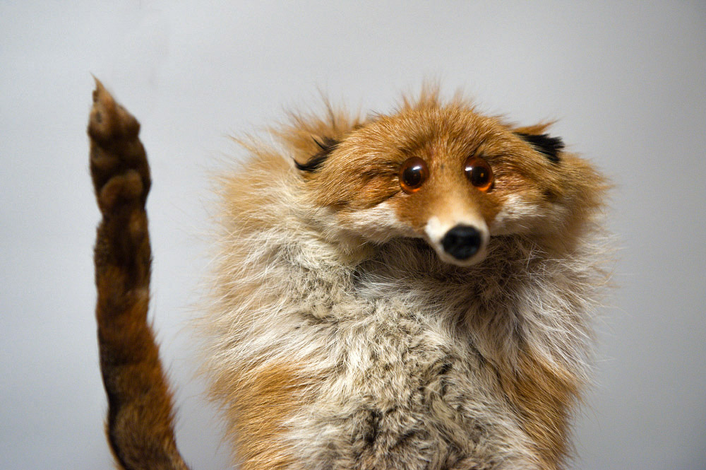 fox01    – 