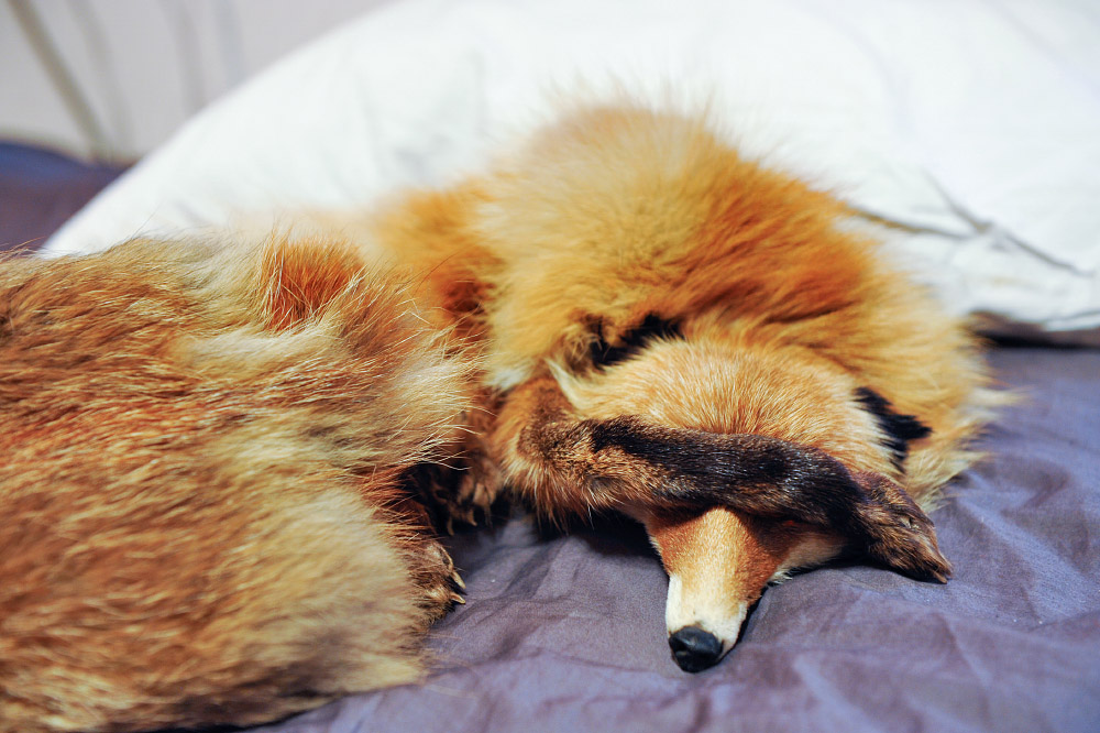 fox13    – 