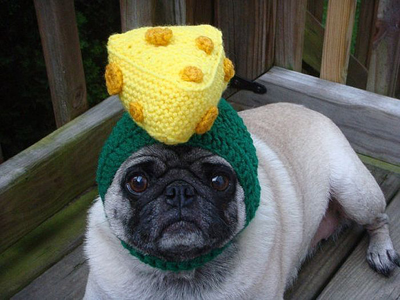 PugInHats01    