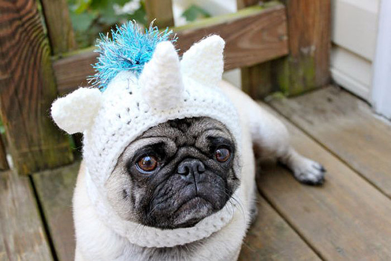 PugInHats02    