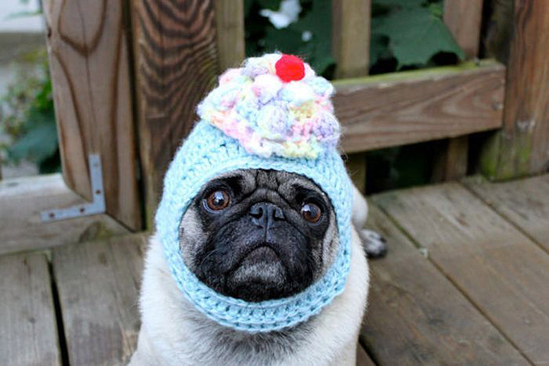 PugInHats04    