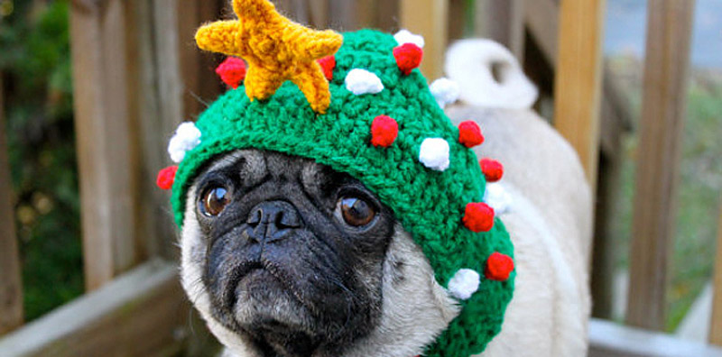 PugInHats06    