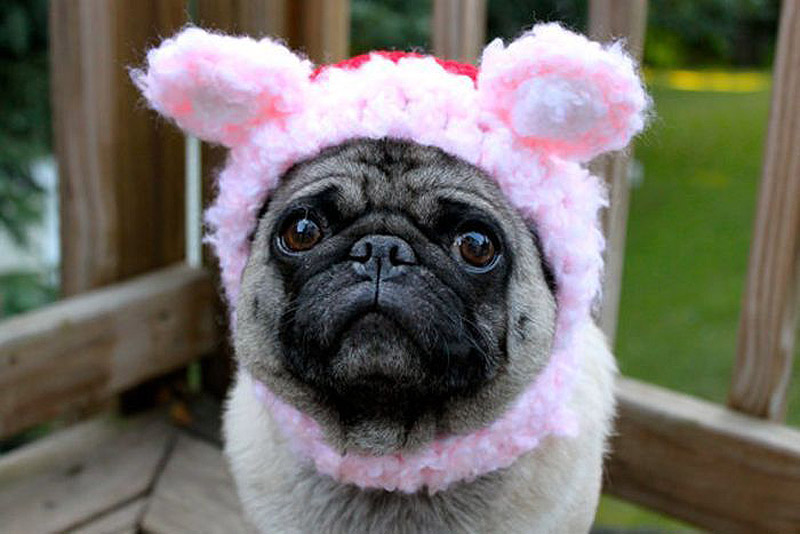 PugInHats07    