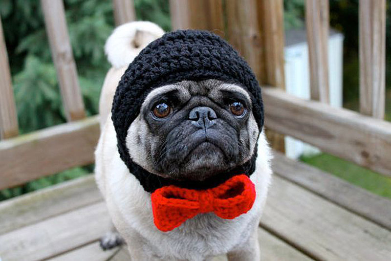 PugInHats08    