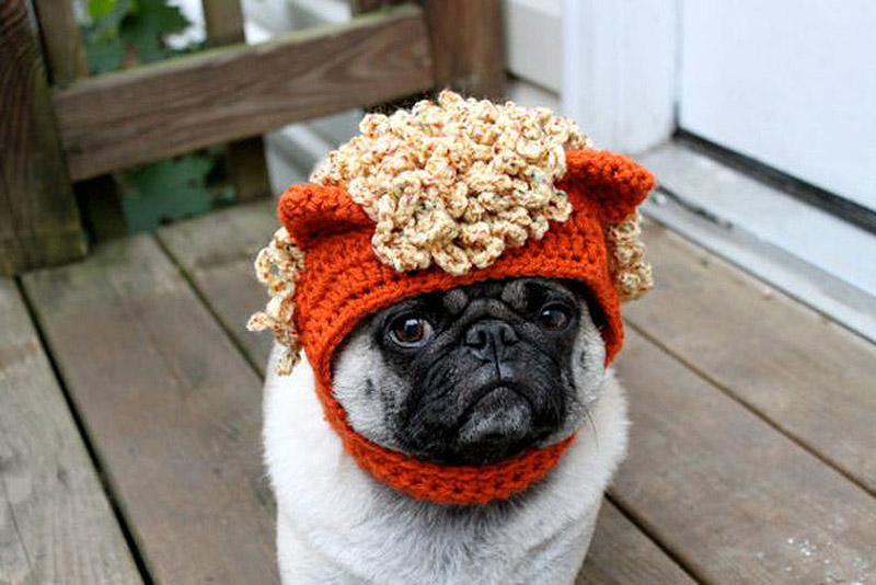 PugInHats11    