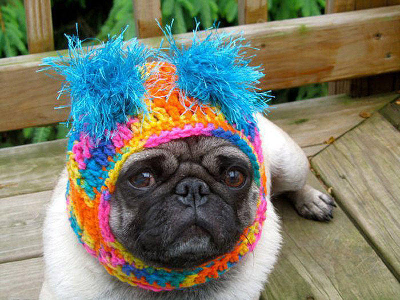 PugInHats12    