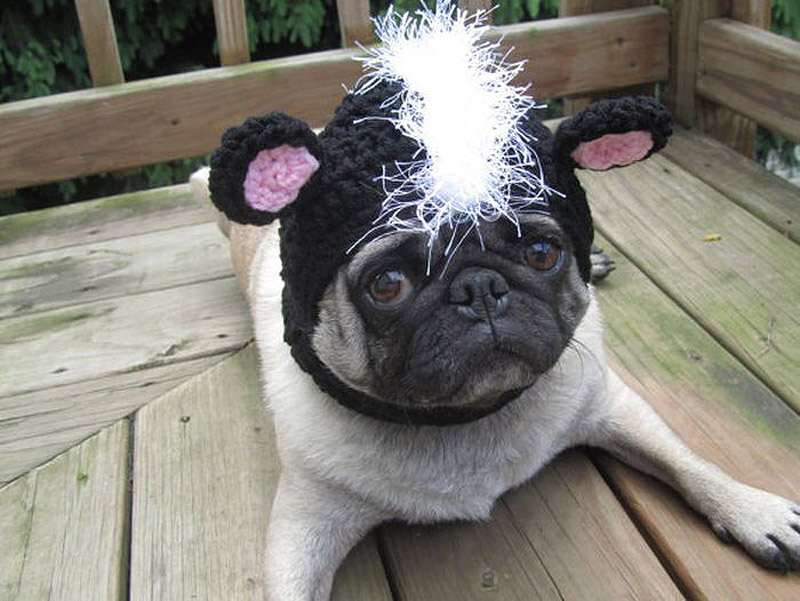 PugInHats14    