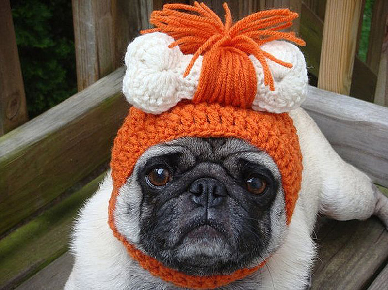 PugInHats16    