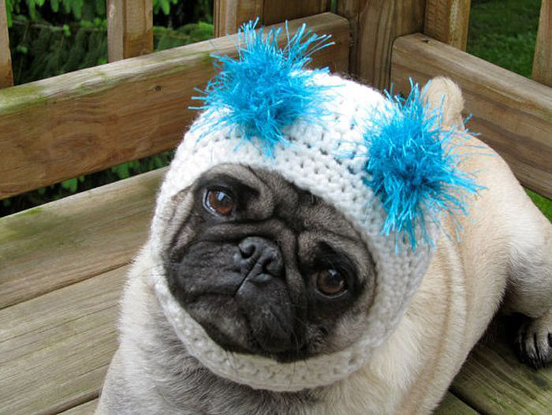 PugInHats18    