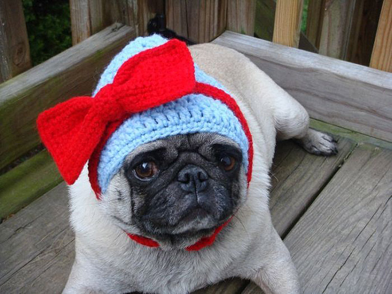 PugInHats19    