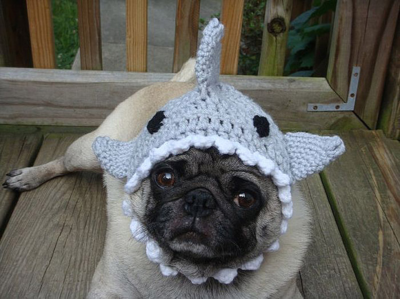 PugInHats20    