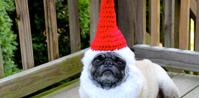 PugInHats21    