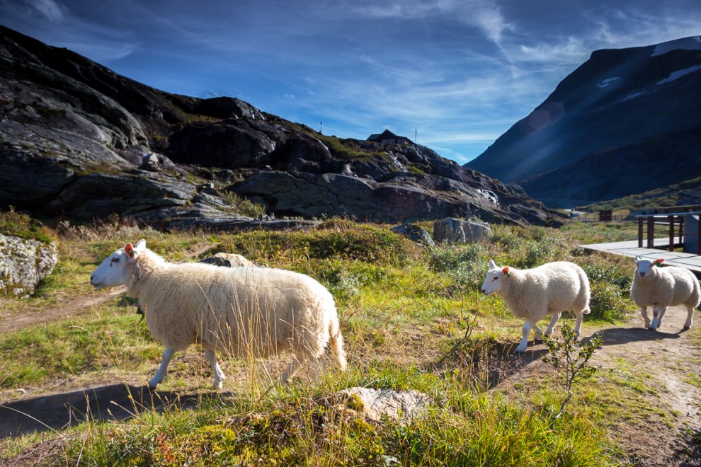 Trollstigen27  