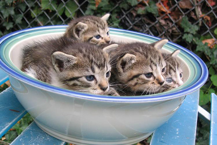 Kitten Bowl by Chance87   ,  