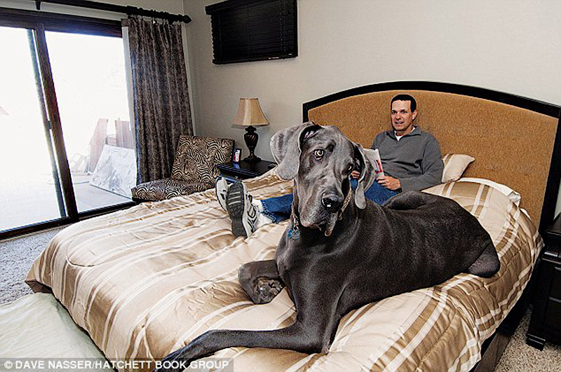 giant george laying on the bed with dad         