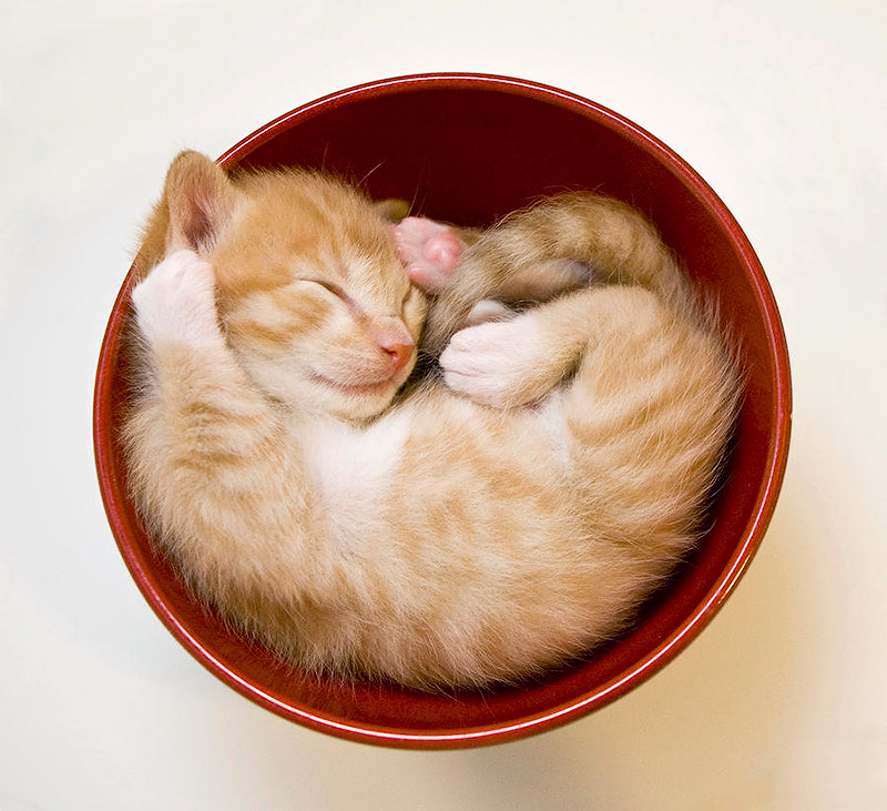sleeping kittens in bowl sanna pudas   ,  