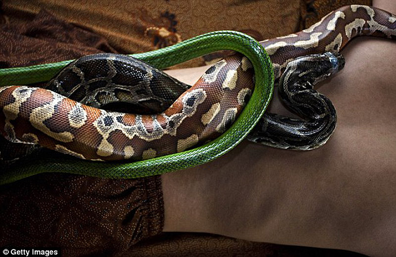 snakemassage06  