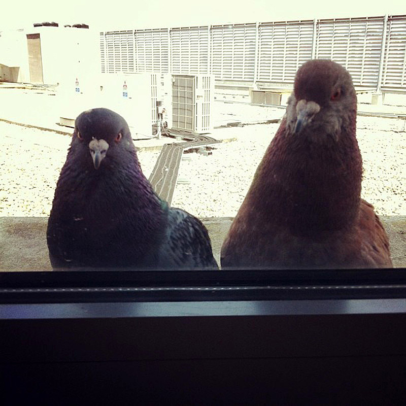 Pigeons01   ,  !