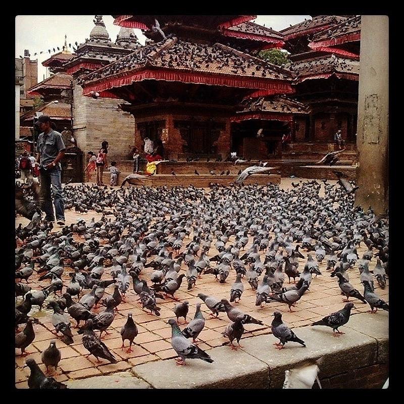 Pigeons02   ,  !
