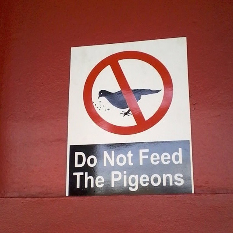 Pigeons03   ,  !