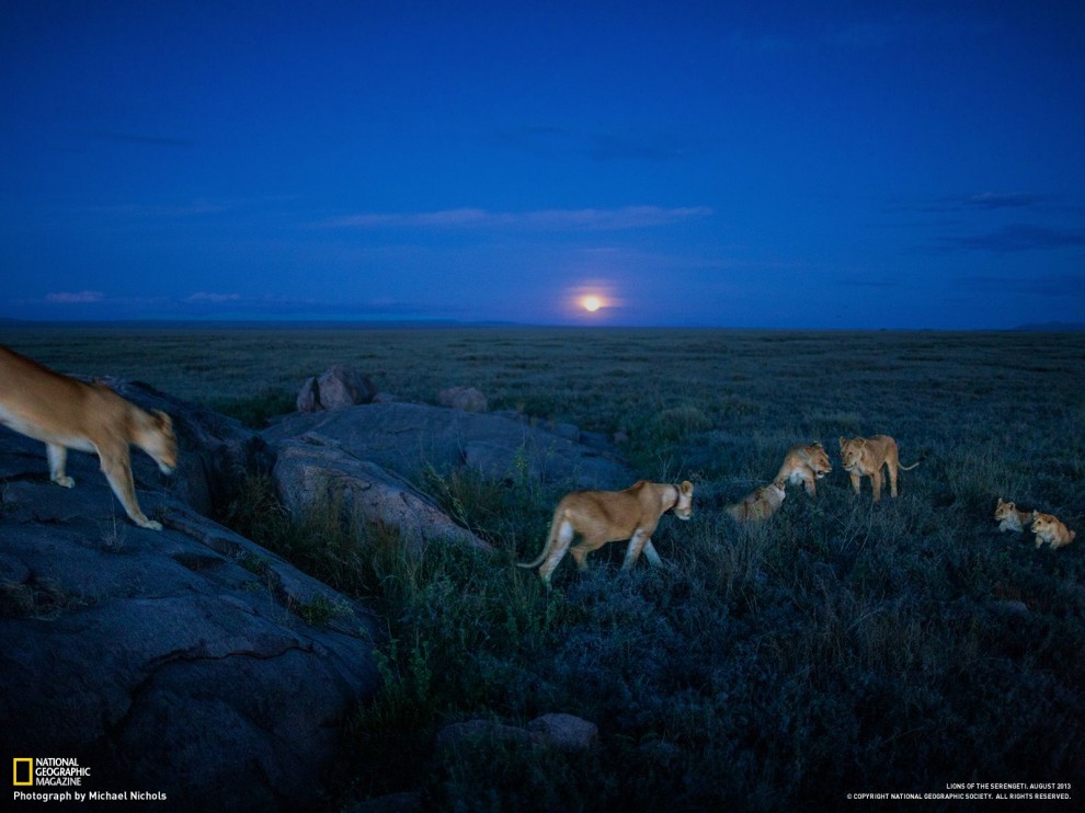 natgeowllppr111 990x742      National Geographic   2013