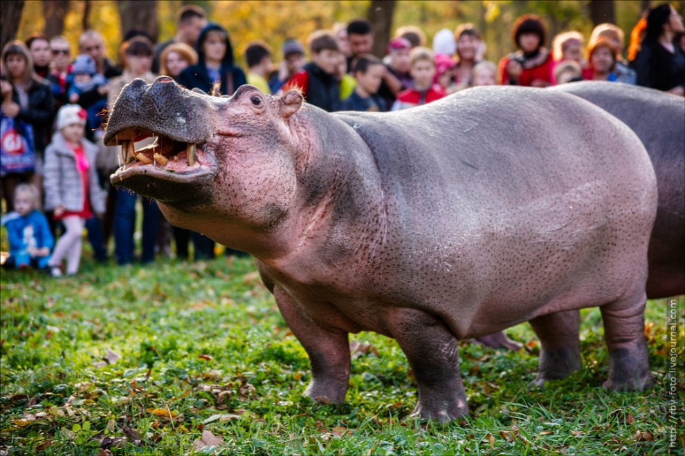 hippo32   