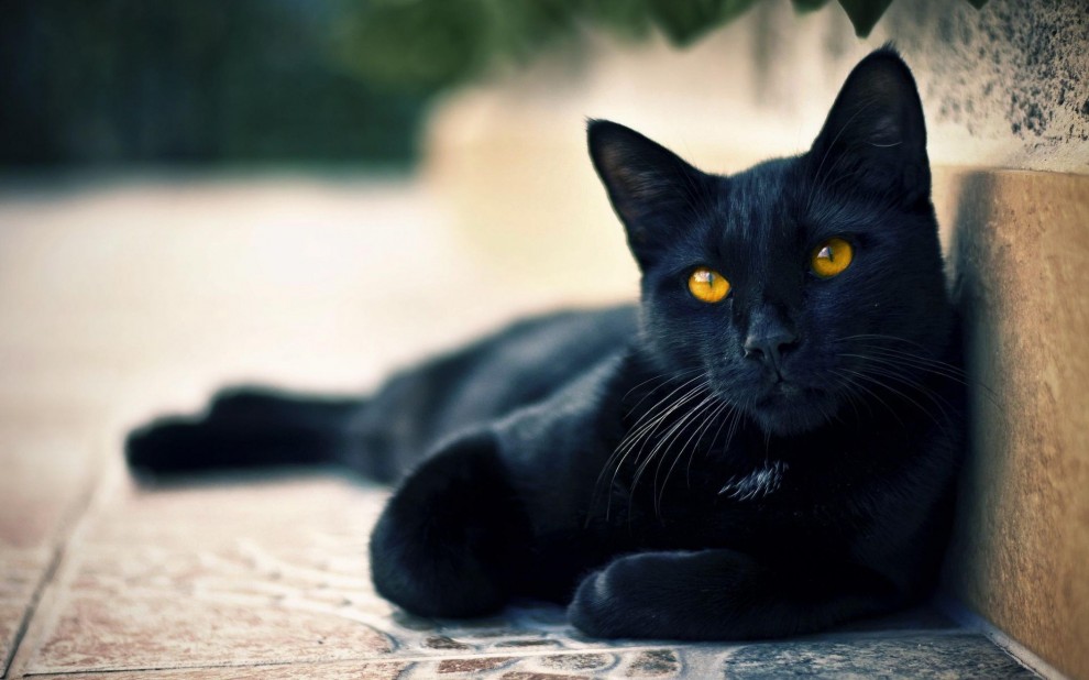 Black Cat 990x618      