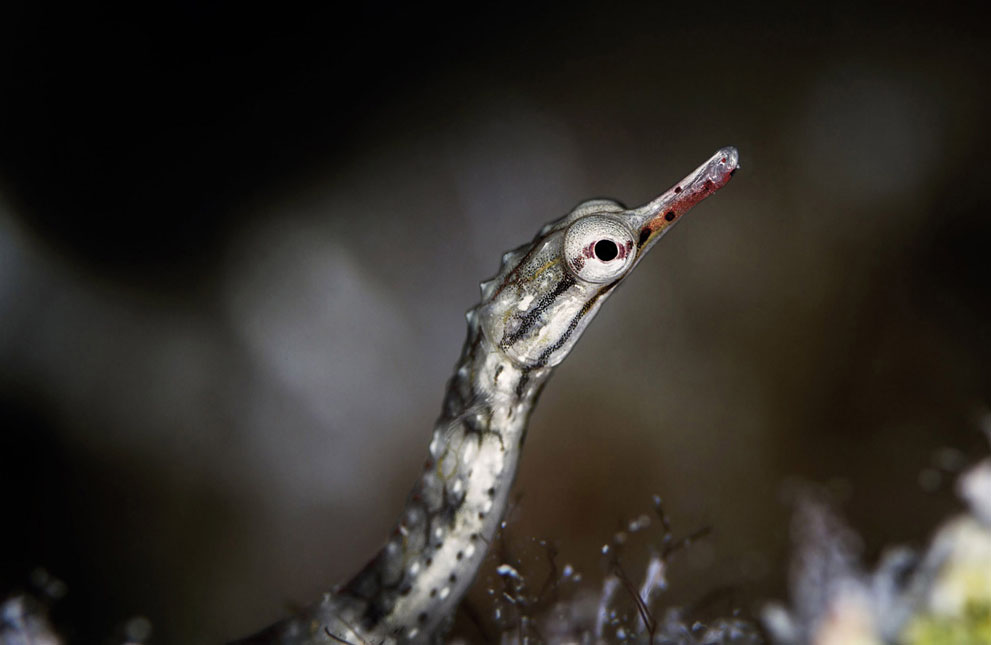 NatGeoContest18  National Geographic Photo Contest 2013